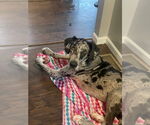 Small #1 Great Dane