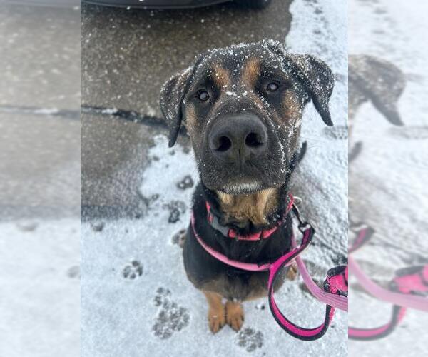 Medium Photo #9 Rottweiler-Unknown Mix Puppy For Sale in Vaughan, Ontario, Canada