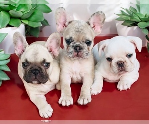French Bulldog Litter for sale in PROVIDENCE, NC, USA