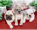 Small French Bulldog