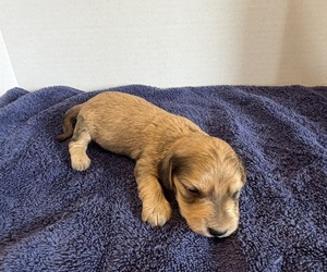 Dachshund Puppy for sale in WILEY, CO, USA