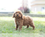 Small Photo #12 Poodle (Miniature) Puppy For Sale in WARSAW, IN, USA