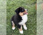 Small #9 Australian Shepherd