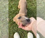 Small #2 American Pit Bull Terrier Mix