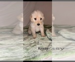Small #2 Labradoodle