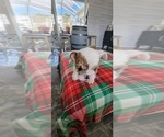 Small Photo #6 English Bulldog Puppy For Sale in CAPE CORAL, FL, USA