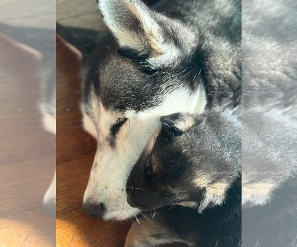 Medium Photo #3 Siberian Husky Puppy For Sale in Holly Springs, NC, USA