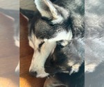 Small #2 Siberian Husky