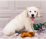 Small #1 English Cream Golden Retriever