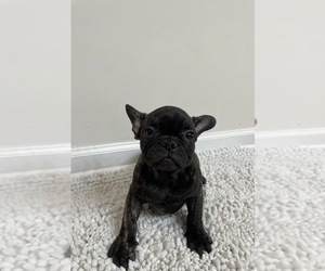 French Bulldog Puppy for sale in CHARLESTON, SC, USA