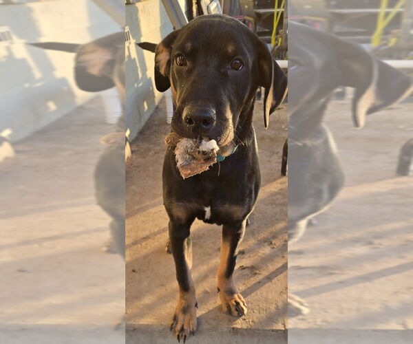 Medium Photo #4 Labrottie Puppy For Sale in San Antonio, TX, USA