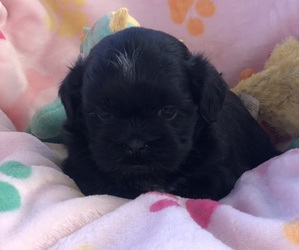 Shih Tzu Puppy for sale in MILTON, FL, USA