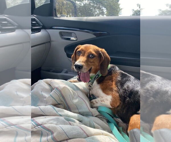 Medium Photo #5 Beagle Puppy For Sale in Foristell, MO, USA