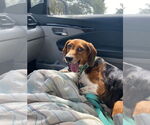 Small #4 Beagle