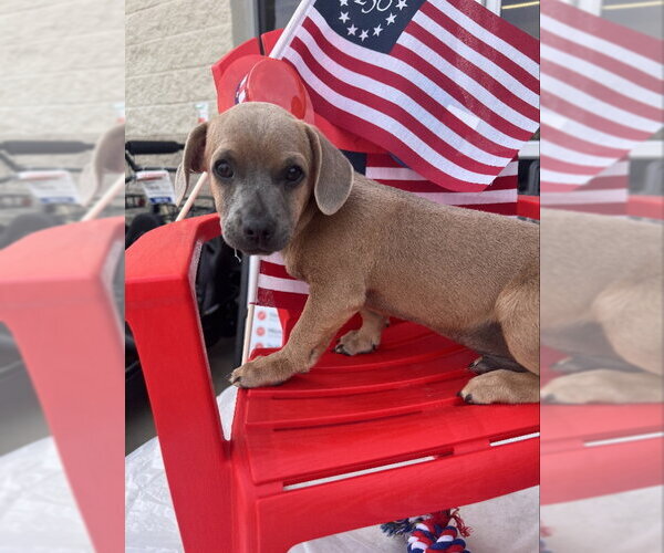 Medium Photo #4 Chihuahua-Unknown Mix Puppy For Sale in Rocky Mount, NC, USA