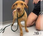 Small Photo #2 Labrador Retriever-Unknown Mix Puppy For Sale in Washington, DC, USA