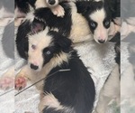 Puppy Rue Border Collie