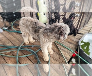 Mother of the Portuguese Water Dog puppies born on 07/21/2025