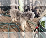 Small Photo #1 Portuguese Water Dog Puppy For Sale in FORT MYERS, FL, USA