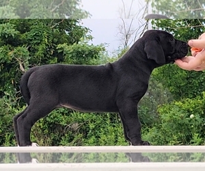 Great Dane Puppy for sale in COLUMBIA, KY, USA