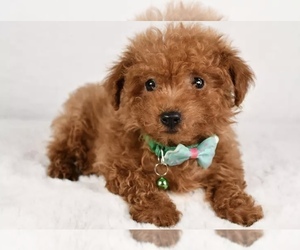 Poodle (Miniature) Dog for Adoption in LOWELL, Massachusetts USA