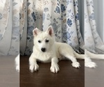 Small Photo #41 Alaskan Klee Kai Puppy For Sale in DURHAM, CT, USA