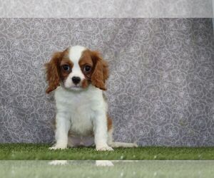 Cavalier King Charles Spaniel Puppy for sale in WOOSTER, OH, USA