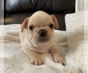 French Bulldog Puppy for sale in JOHNS ISLAND, SC, USA