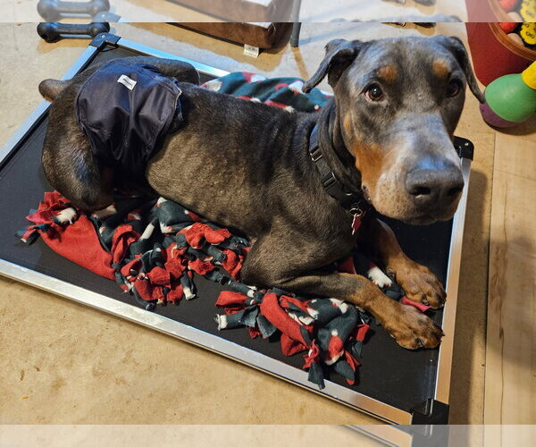 Medium Photo #14 Doberman Pinscher Puppy For Sale in Minneaoplis, MN, USA