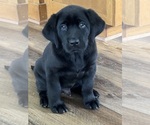 Puppy Silver Collar Labrador Retriever