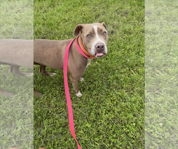 Medium Photo #4 American Staffordshire Terrier-Unknown Mix Puppy For Sale in Oakhurst, NJ, USA