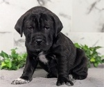 Small Photo #45 Cocker-Pei Puppy For Sale in GOSHEN, IN, USA
