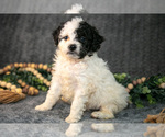 Puppy Daisy Bernedoodle (Miniature)