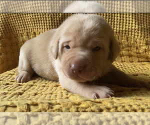 Labrador Retriever Puppy for Sale in CHARLOTTE, North Carolina USA