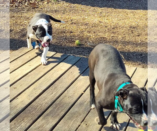 Medium Photo #8 Mutt Puppy For Sale in Rustburg, VA, USA