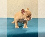 Small Photo #4 English Bulldog Puppy For Sale in PHILADELPHIA, PA, USA