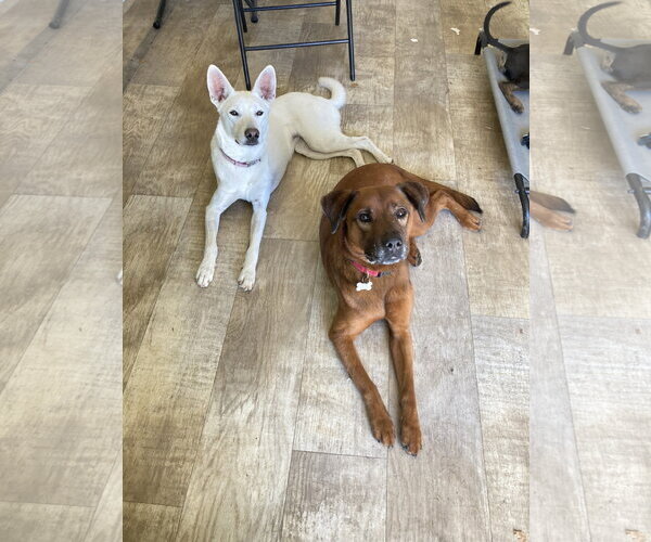 Medium Photo #5 Mutt Puppy For Sale in San Diego, CA, USA