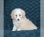 Small #1 Bernedoodle-Poodle (Toy) Mix