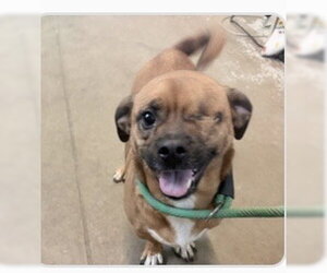 Pug-Unknown Mix Dogs for adoption in Oakhurst, NJ, USA