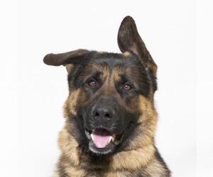 German Shepherd Dog Dogs for adoption in Santa Maria, CA, USA