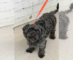 Small #1 Poodle (Miniature) Mix