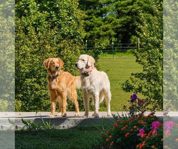 Medium Photo #2 Golden Retriever Puppy For Sale in SODDY DAISY, TN, USA