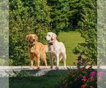 Small #1 Golden Retriever