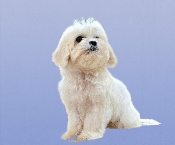 Medium Photo #17 Maltese-Zuchon Mix Puppy For Sale in SAN DIEGO, CA, USA