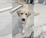 Small #1 Labrador Retriever