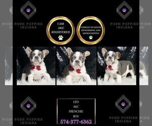 French Bulldog Puppy for sale in WARSAW, IN, USA