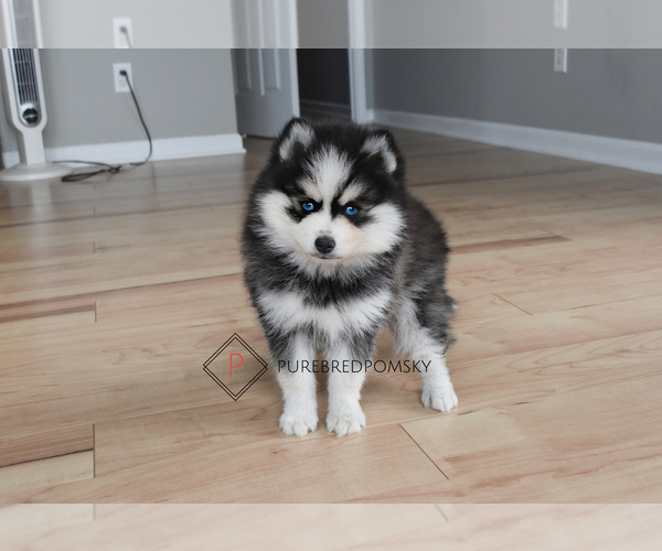 Medium Photo #5 Pomsky Puppy For Sale in KANSAS CITY, MO, USA