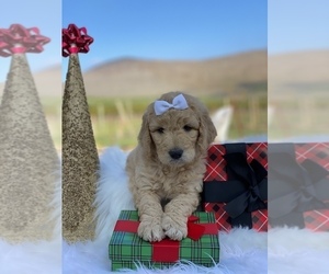 Goldendoodle Puppy for sale in PORTERVILLE, CA, USA