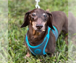 Dachshund Dogs for adoption in Weston, FL, USA