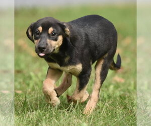 Australian Shepherd-Unknown Mix Dogs for adoption in Mechanicsburg, PA, USA
